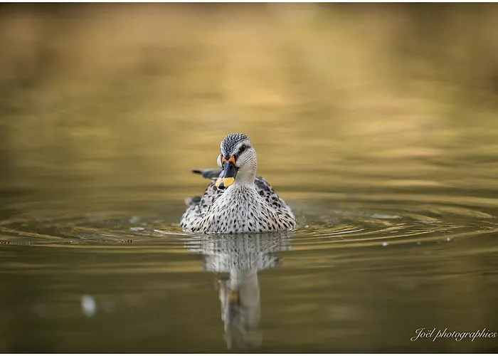 Bed & Breakfast D'hotes Du Moulin De Landonvillers Courcelles-Chaussy